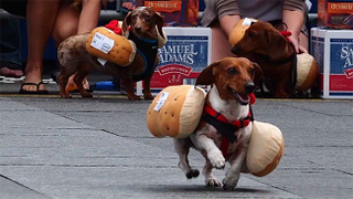 Illustration for article titled Oktoberfest means Dachshund Racing